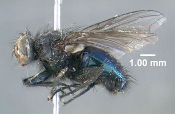Media type: image;   Entomology 613615 Aspect: habitus lateral view